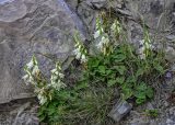 Campanula alliariifolia. Цветущие растения. Северная Осетия, Алагирский р-н, Куртатинское ущелье, Кадаргаванский каньон, у подножия скалы. 23.07.2022.