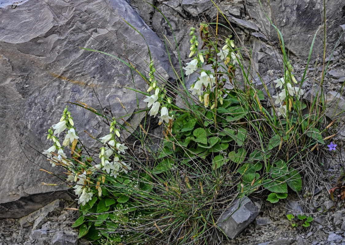 Изображение особи Campanula alliariifolia.