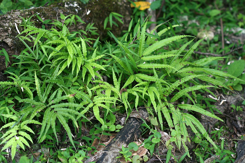 Изображение особи Pteris cretica.