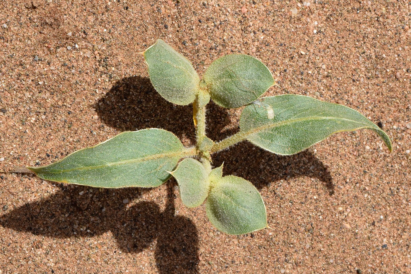 Image of Agriophyllum latifolium specimen.