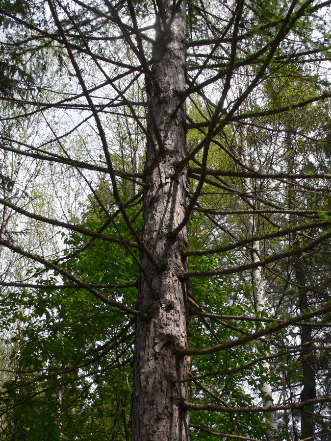 Image of Larix sukaczewii specimen.