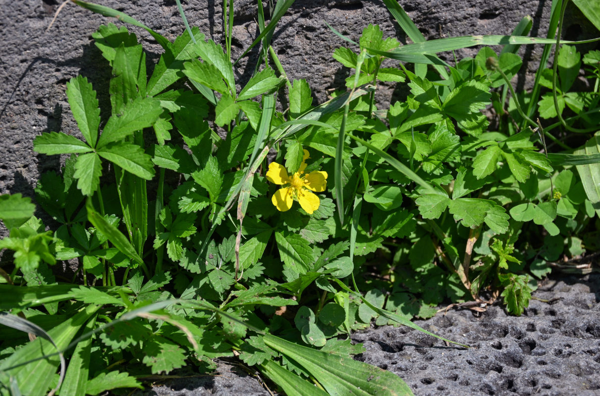 Image of Potentilla reptans specimen.