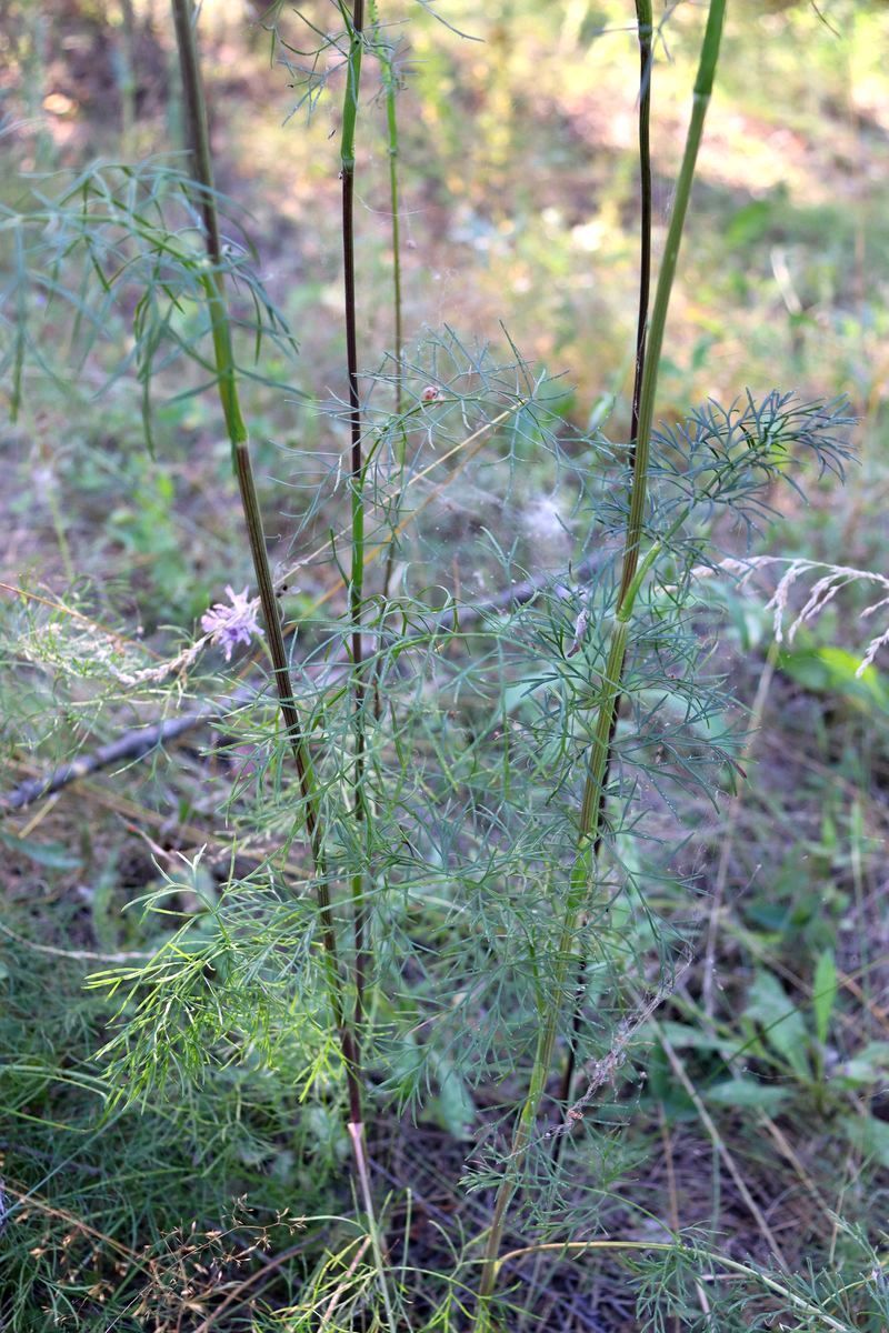 Image of Seseli annuum specimen.