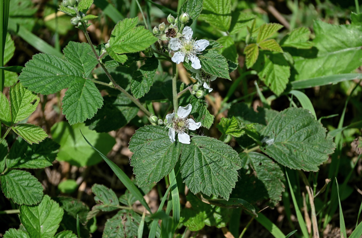 Image of genus Rubus specimen.