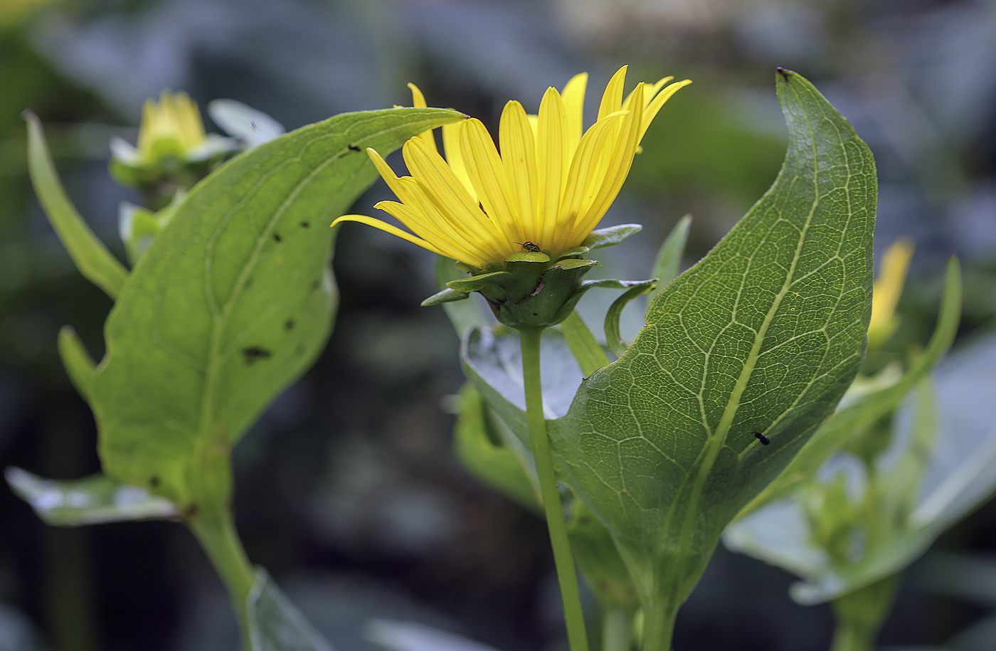 Image of Silphium perfoliatum specimen.