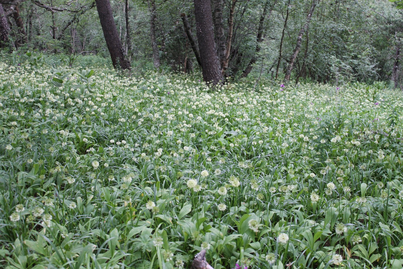 Изображение особи Allium victorialis.