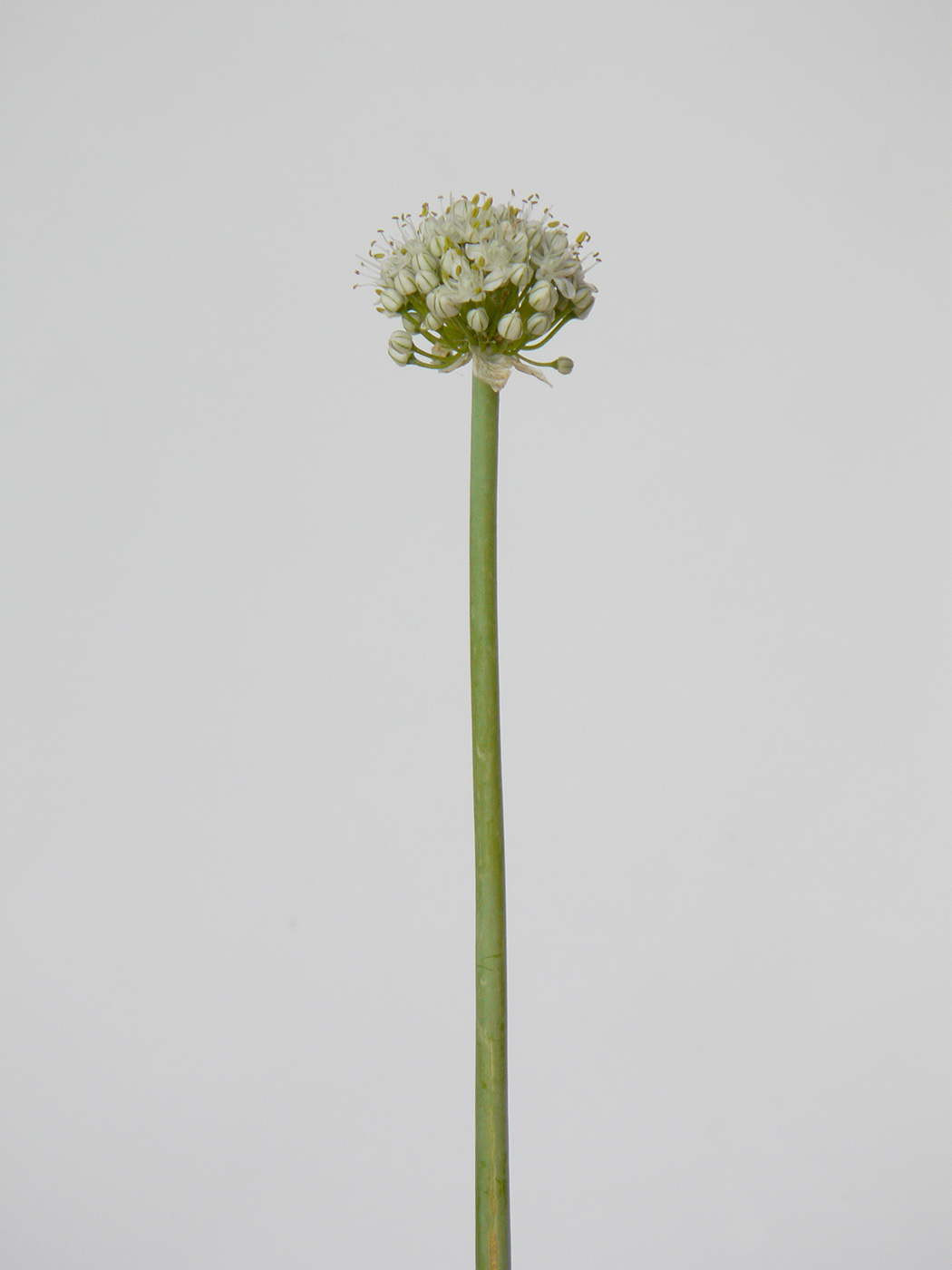 Image of Allium cepa specimen.