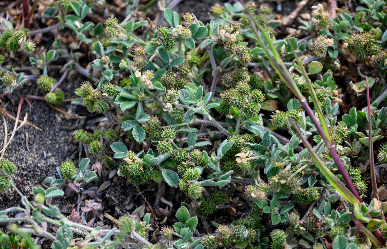 Image of Medicago minima specimen.