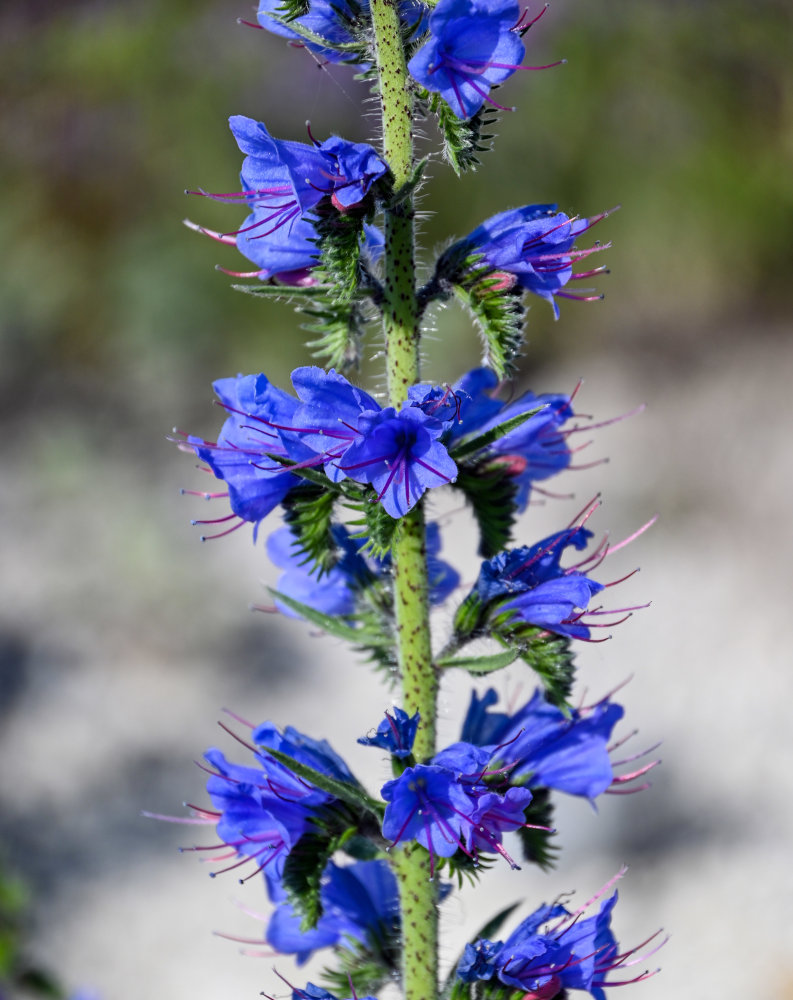 Изображение особи Echium vulgare.