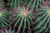 Ferocactus pilosus