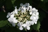 Viburnum opulus