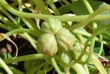 Tropaeolum majus