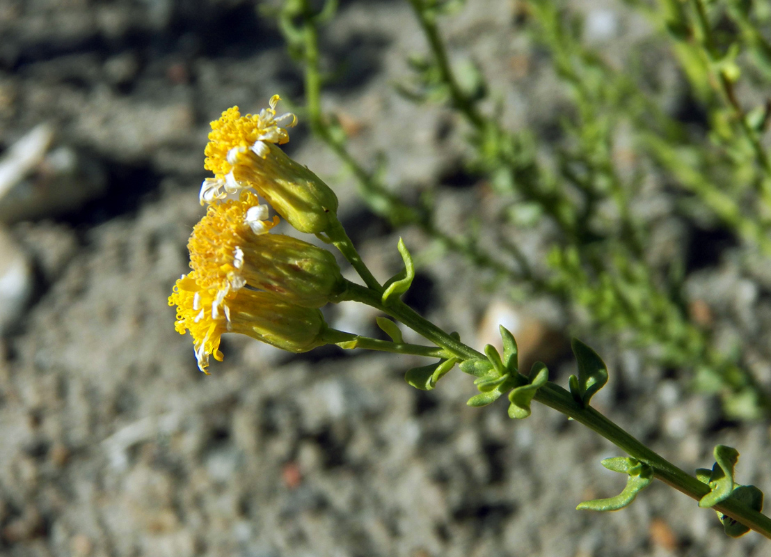 Image of Limbarda salsoloides specimen.