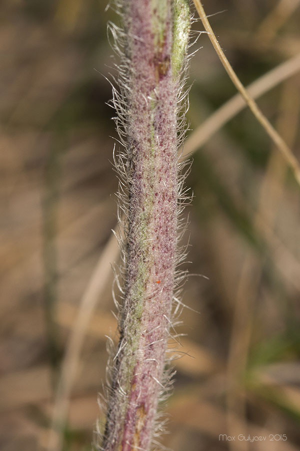 Изображение особи семейство Asteraceae.