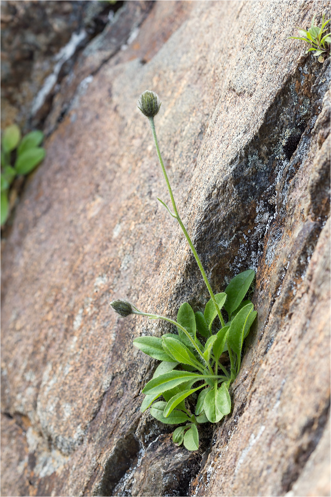 Изображение особи Hieracium glabriligulatum.