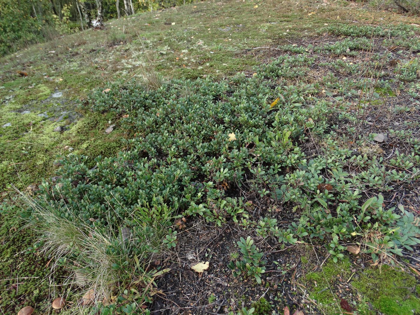 Image of Arctostaphylos uva-ursi specimen.