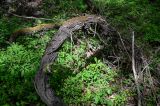 genus Vitis. Нижняя часть ствола. Дагестан, Магарамкентский р-н, Самурский лес, широколиственный лес с Euphorbia. 05.05.2022.