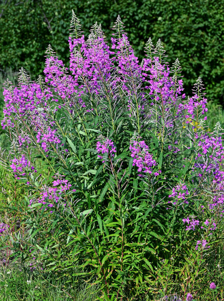 Image of Chamaenerion angustifolium specimen.