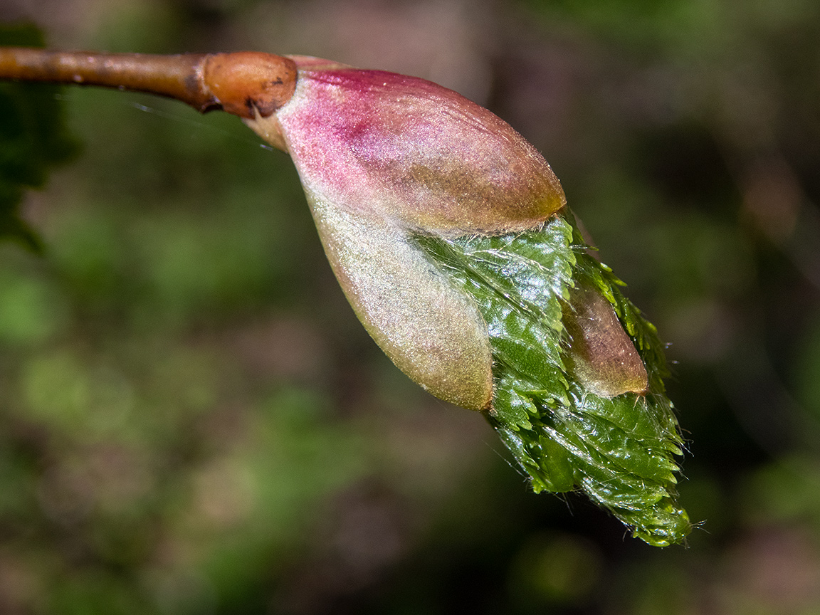 Image of Tilia cordata specimen.