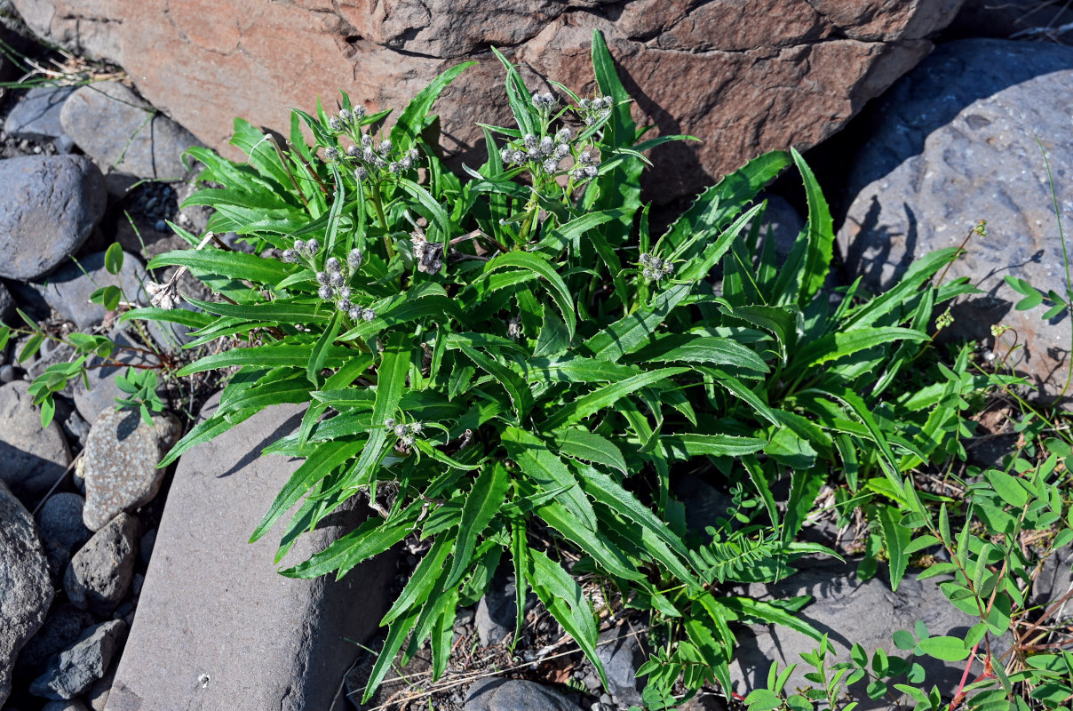 Image of Saussurea tilesii specimen.