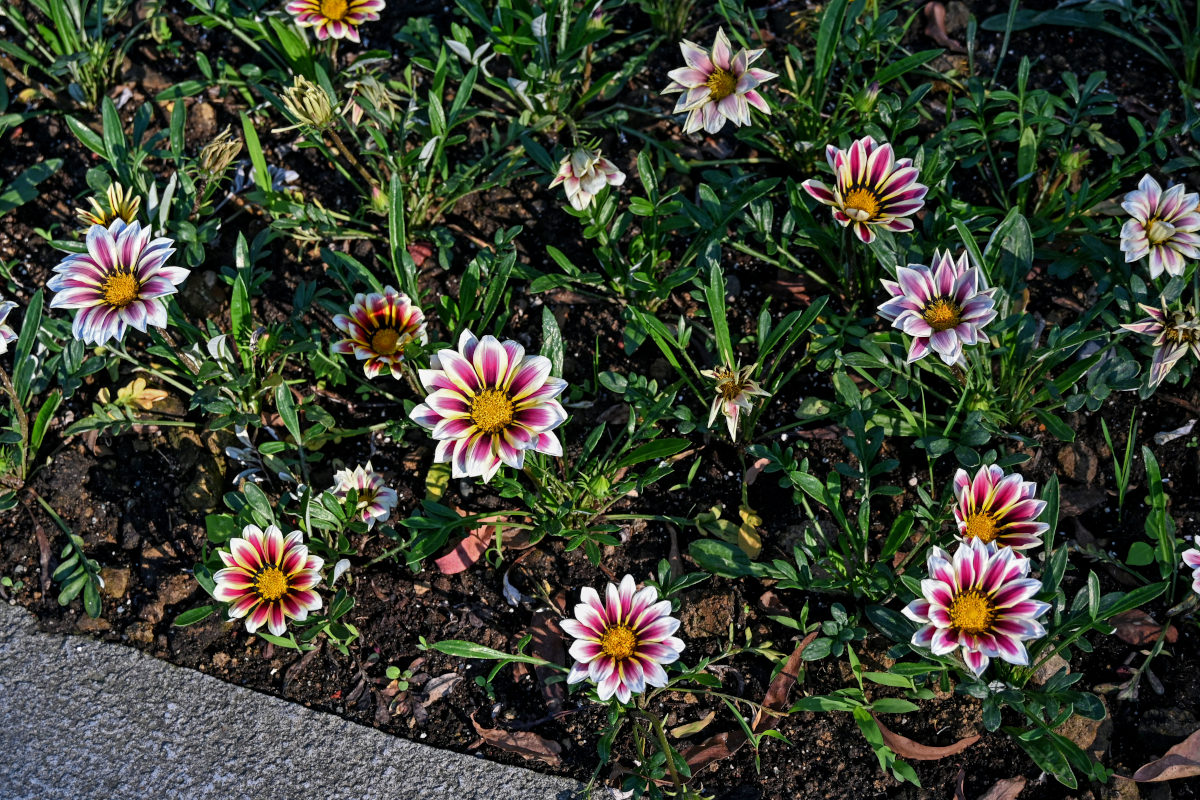 Image of Gazania &times; hybrida specimen.