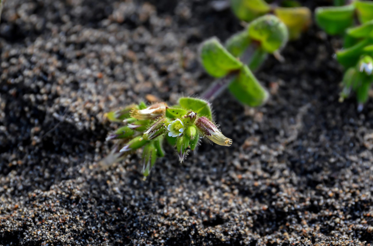 Изображение особи Cerastium glomeratum.