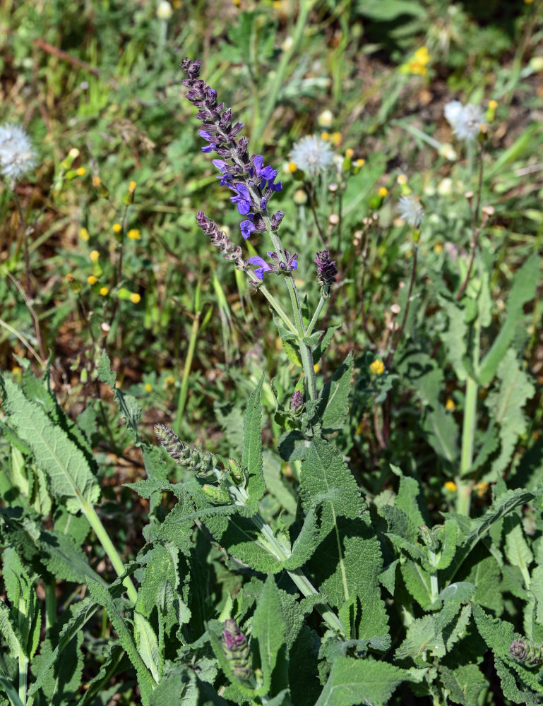 Изображение особи Salvia nemorosa.