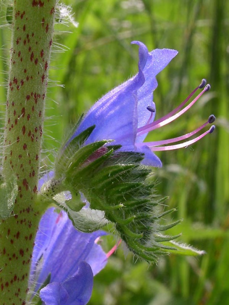 Image of Echium vulgare specimen.