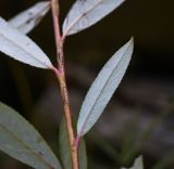 Image of taxon representative. Author is Александр Лебедев