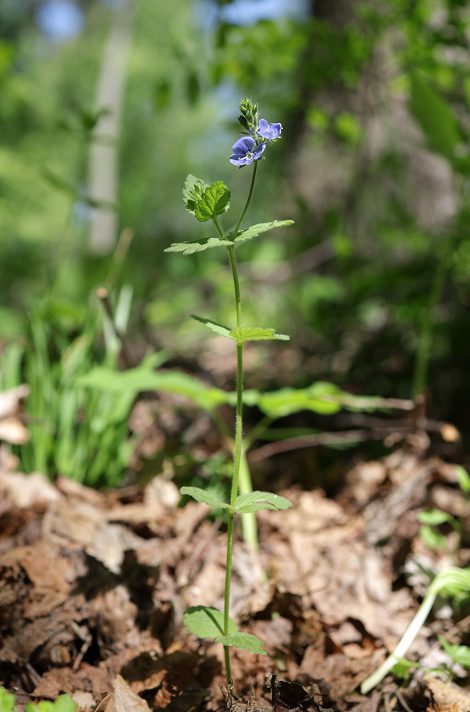 Image of Veronica chamaedrys specimen.