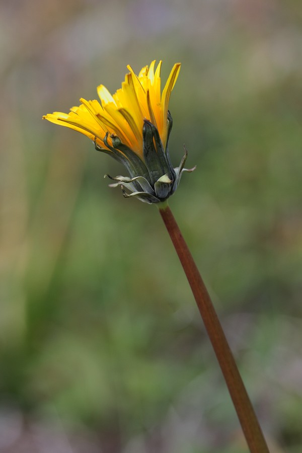 Image of Taraxacum nivale specimen.