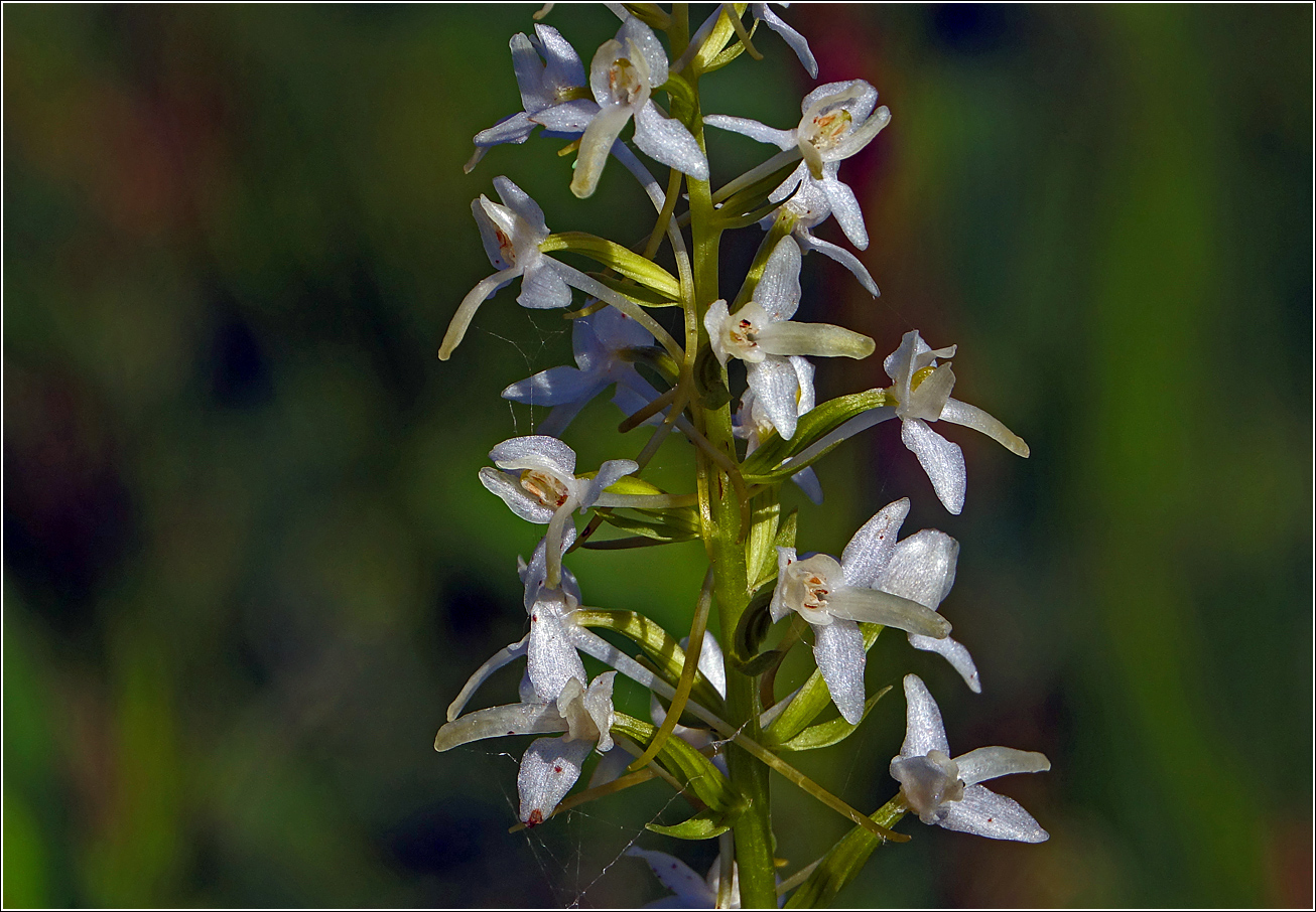 Изображение особи Platanthera bifolia.