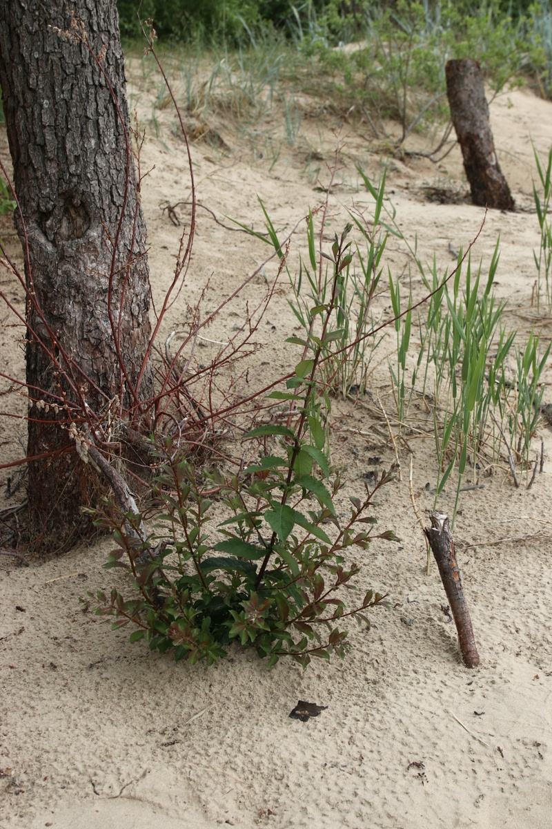 Image of genus Salix specimen.