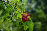 Sambucus miquelii. Верхушка ветви с соплодием. Сахалин, гор. округ Долинский, долина р. Красноярка, Быковские пороги, опушка смешанного леса. 13.08.2023.