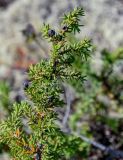 Juniperus sibirica. Верхушка ветви с шишкоягодами разной степени зрелости. Красноярский край, Таймырский Долгано-Ненецкий р-н, плато Путорана, долина р. Иркингда, поросший лишайниками каменистый склон. 24.07.2023.