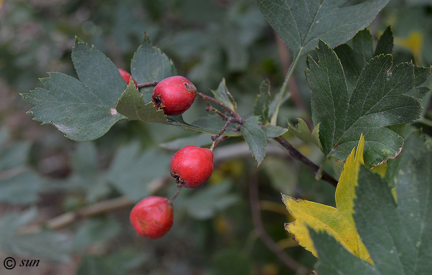 Изображение особи Crataegus monogyna.