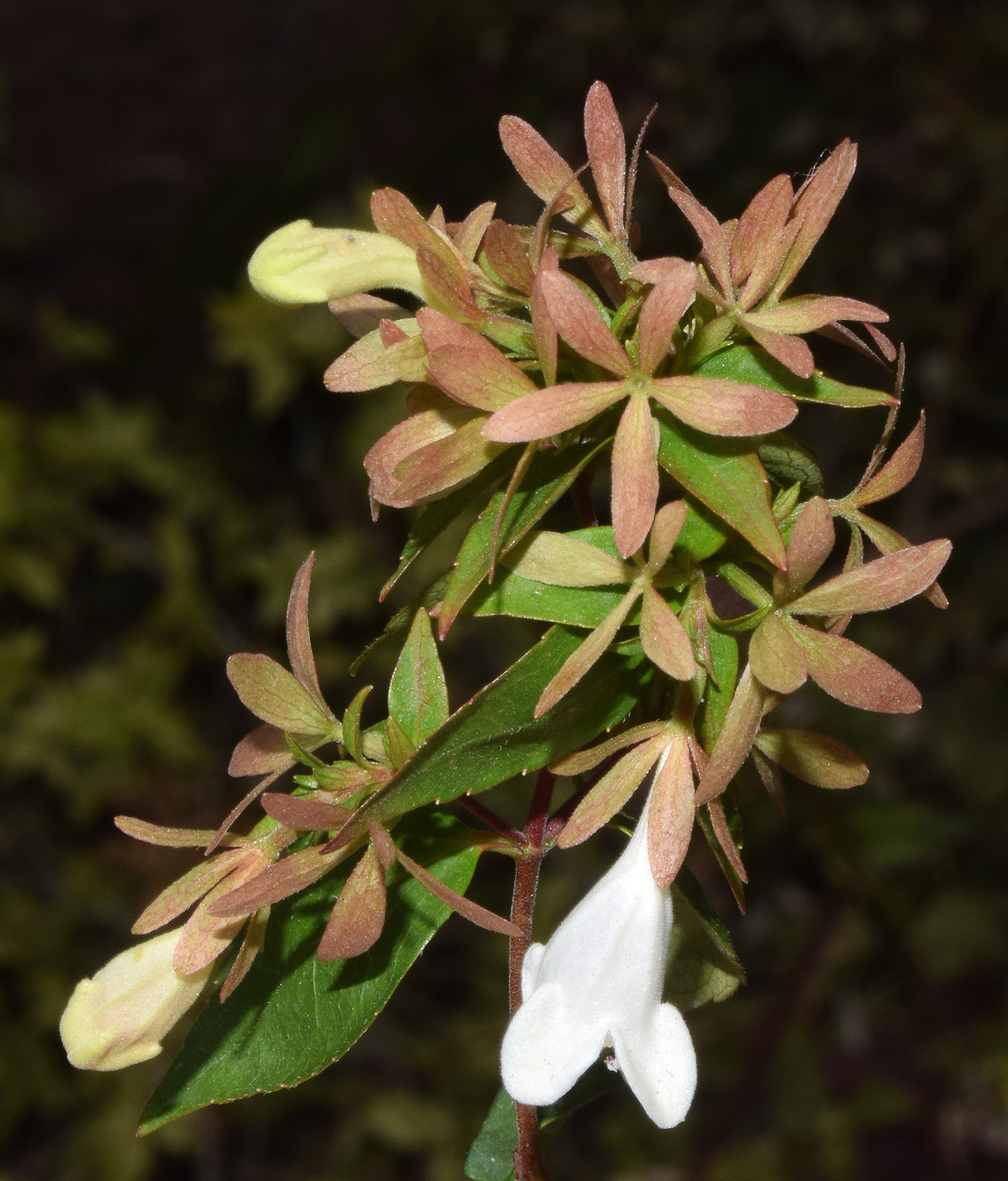 Image of Abelia &times; grandiflora specimen.