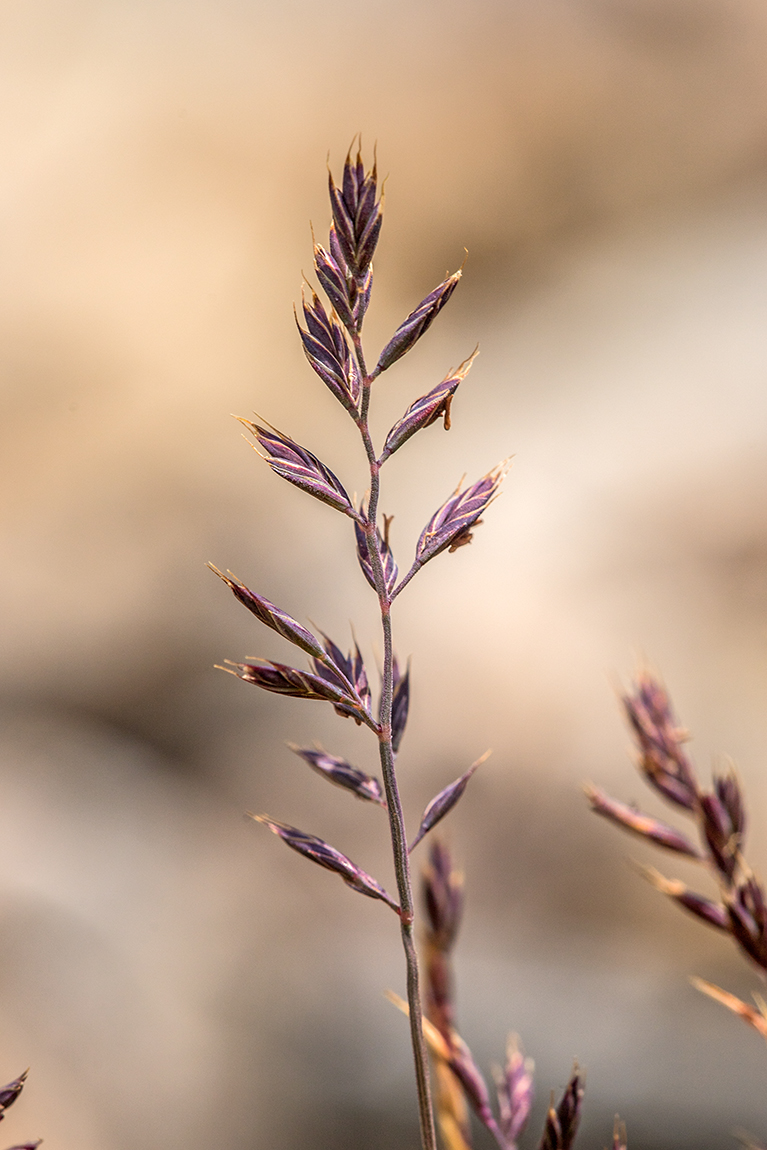 Изображение особи род Festuca.