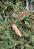 Picea obovata