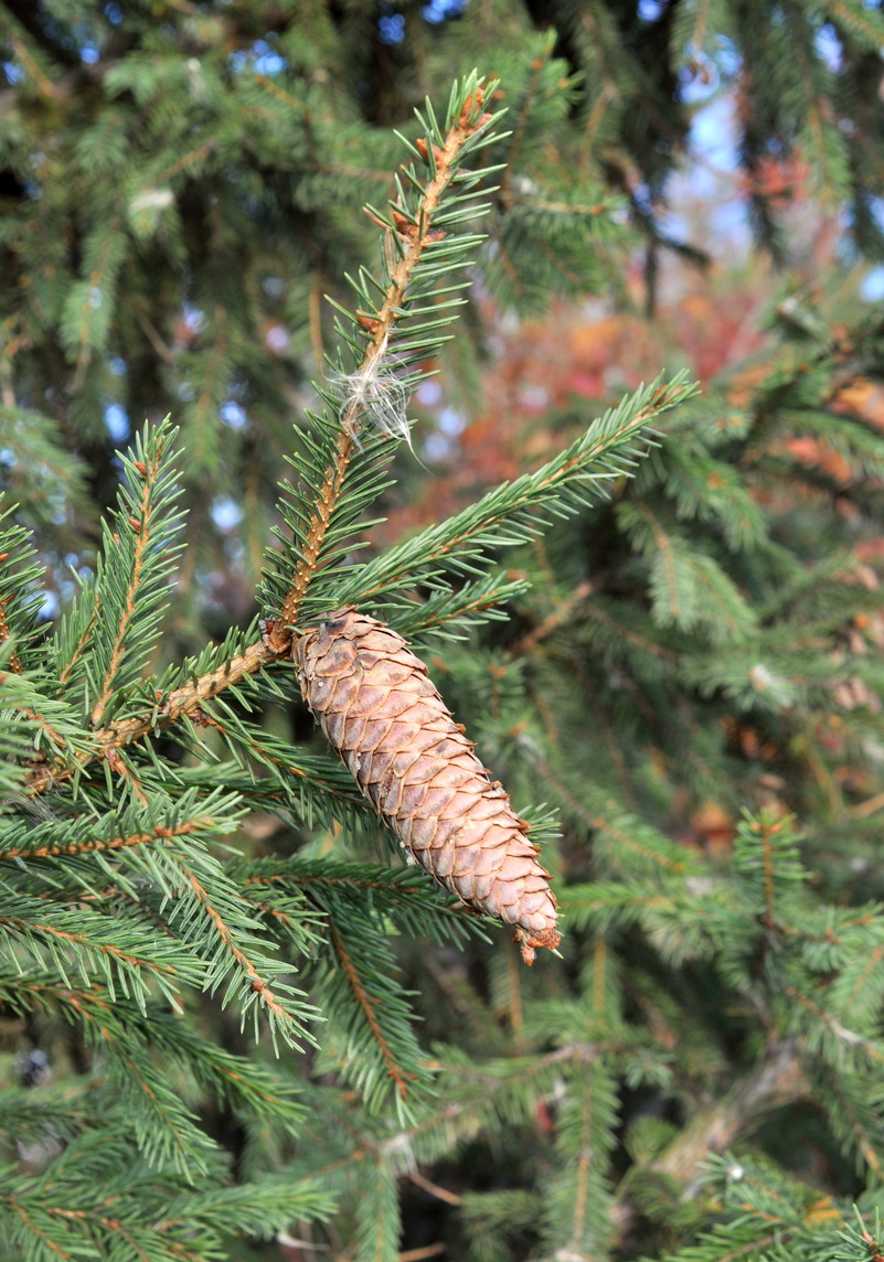 Image of Picea obovata specimen.