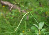 Carex cryptocarpa