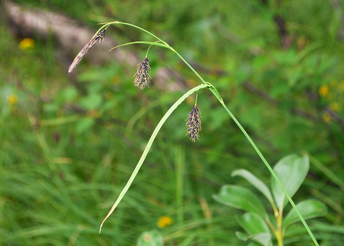 Image of Carex cryptocarpa specimen.