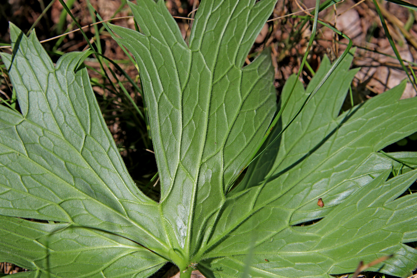 Изображение особи Aconitum lasiostomum.