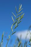 Brachypodium pinnatum. Соцветия. Ленинградская обл., Волосовский р-н, окр. дер. Донцо, суходольный злаково-разнотравный луг на карбонатной почве. 22.06.2024.