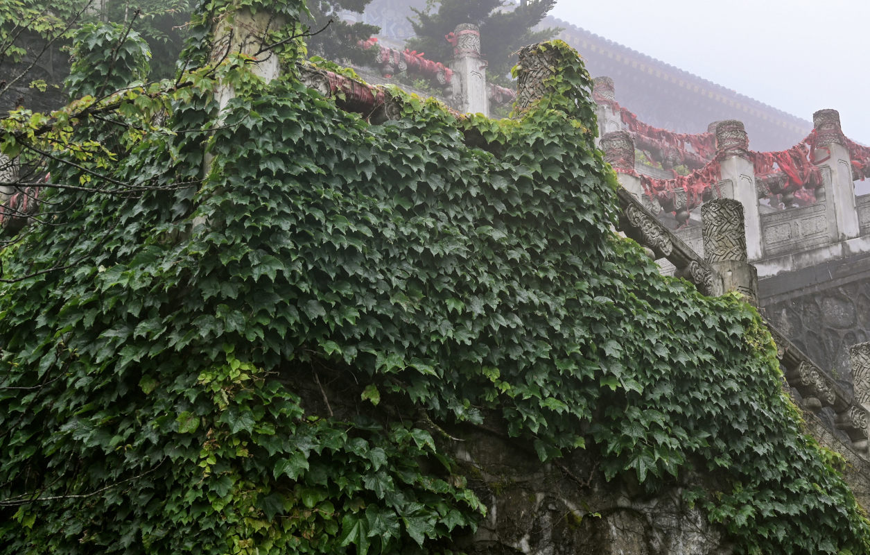 Image of Parthenocissus tricuspidata specimen.