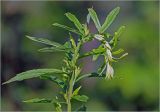 Solidago canadensis