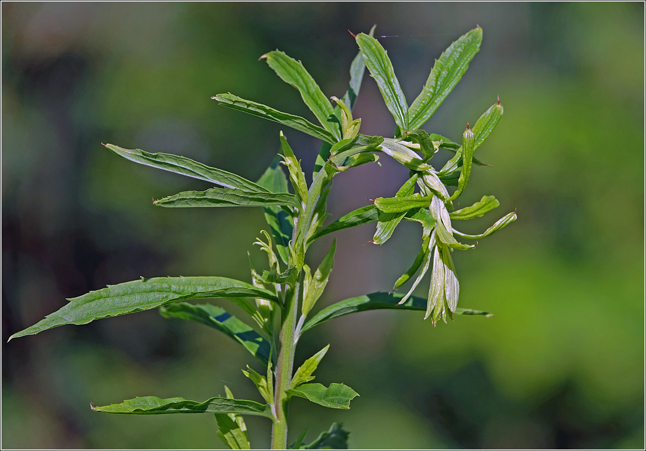 Image of Solidago canadensis specimen.