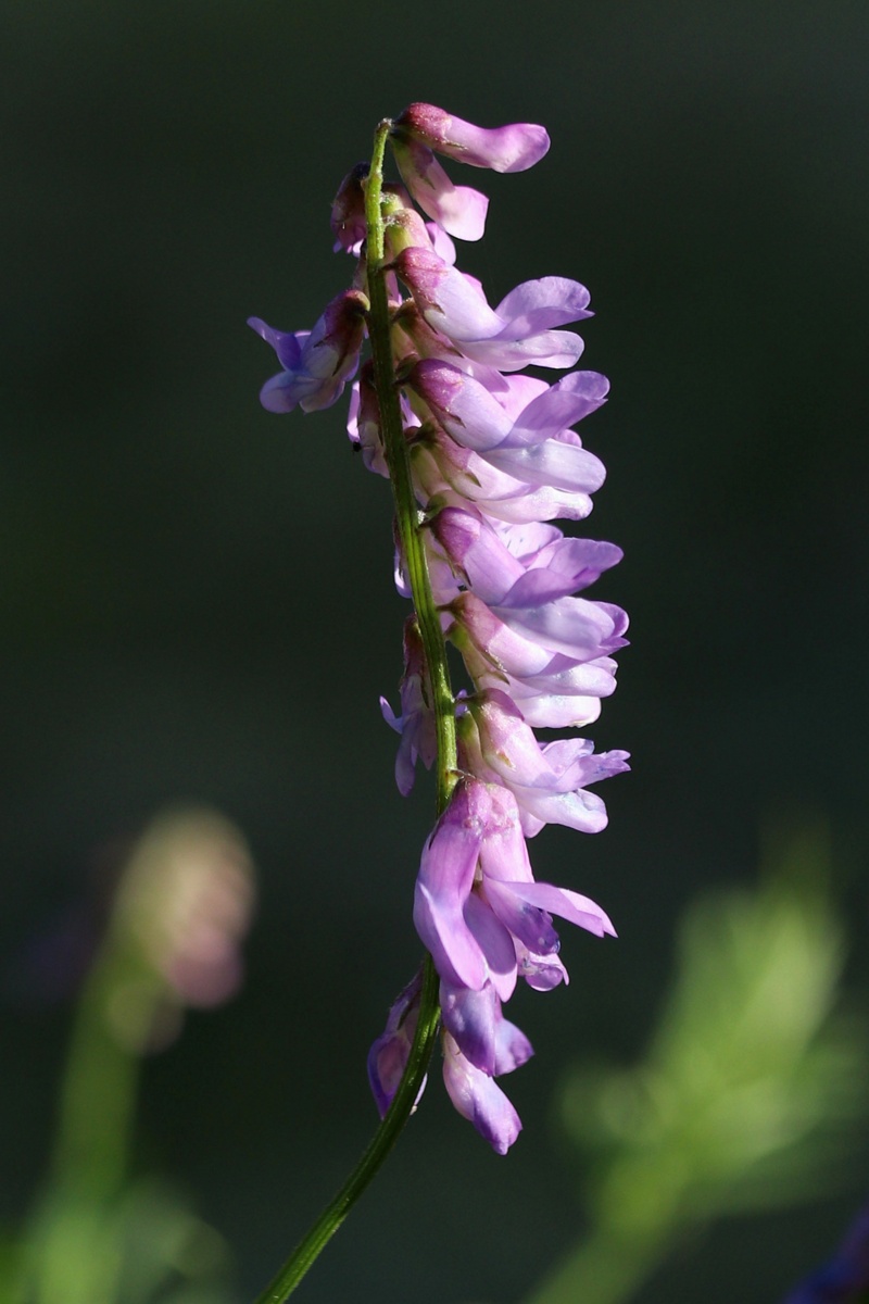 Изображение особи Vicia cracca.