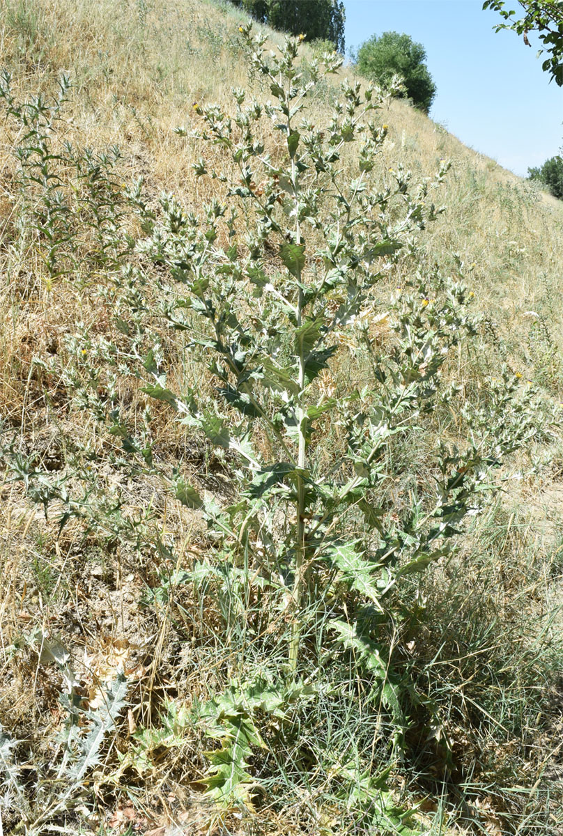 Image of Cousinia polycephala specimen.