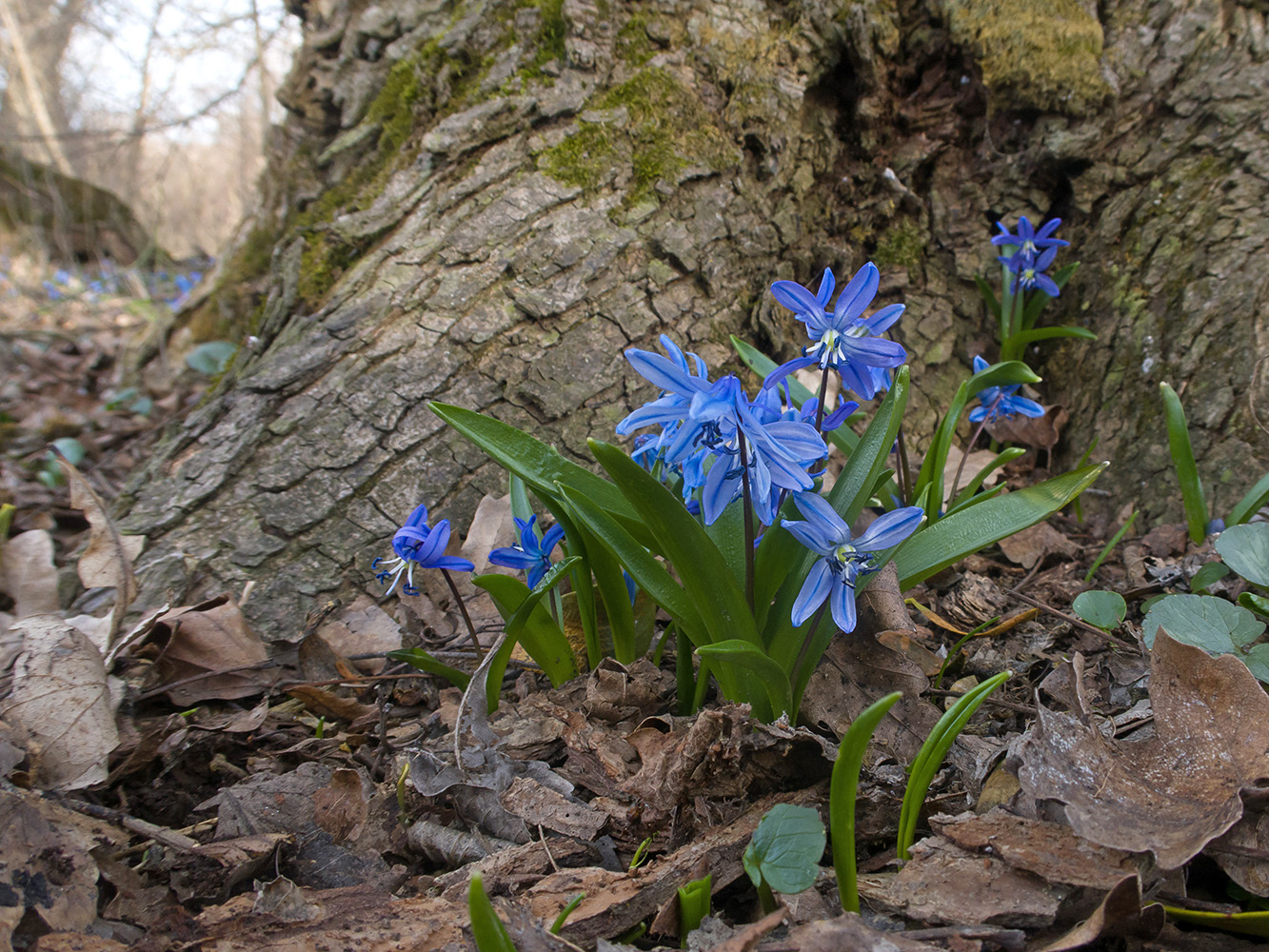Image of Scilla siberica specimen.